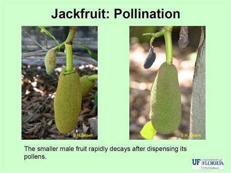 Jackfruit Flower Pollination