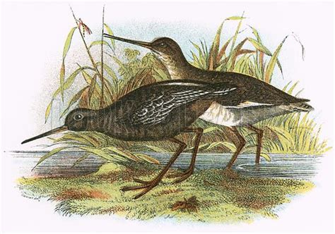 Spotted Redshank stock image | Look and Learn