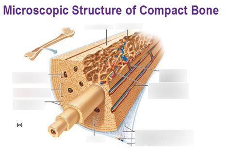 Microscopic Structure Of Compact Bone Diagram Quizlet