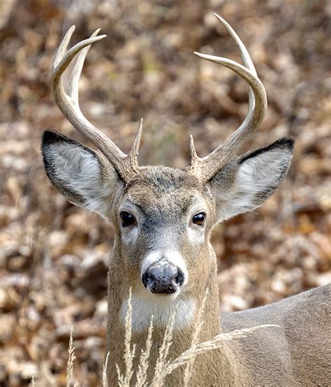 Deer Tony Pratt Photography