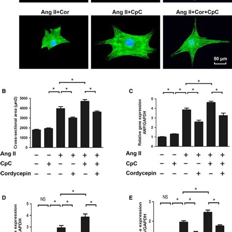 The Effects Of Cordycepin On Hypertrophy Induced By Ang Ii Were Blocked