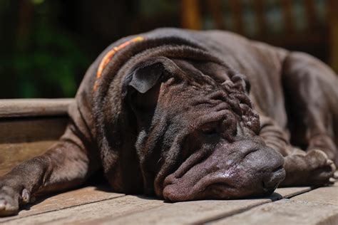 Is A Shar Pei On The Dangerous Dog List