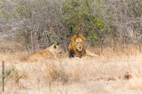 Lion mating pair resting Stock Photo | Adobe Stock