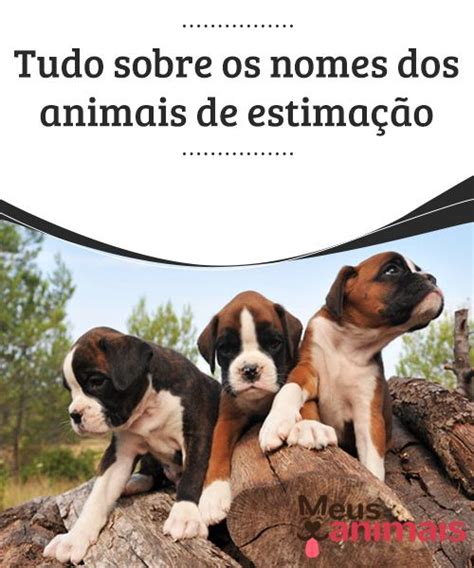 Tudo Sobre Os Nomes Dos Animais De Estimação