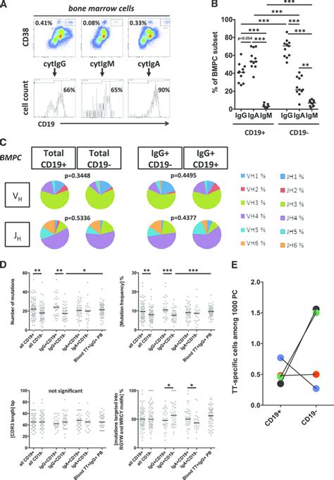 Cd Bmpc Express Igg With Moderately Mutated V H Gene Rearrangements