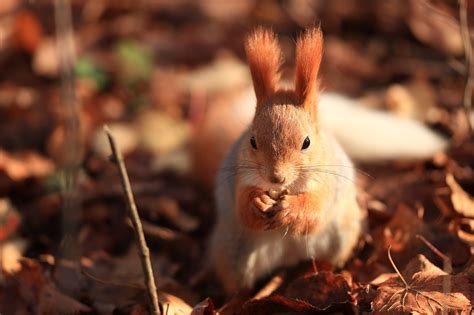 Écureuil Animal Rongeur La Photo gratuite sur Pixabay Pixabay