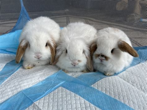 Holland Lop Pedigreed Bunny Rabbit Nex Tech Classifieds