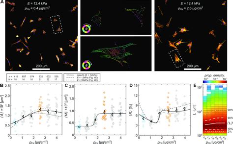 Actin Cytoskeleton Formation Dependence On Fibronectin Density A