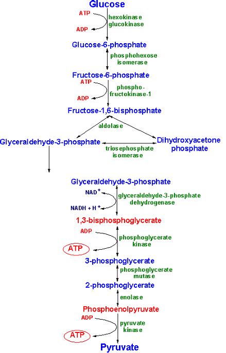 It’s more than just lactic acid that causes muscle fatigue | procarbo