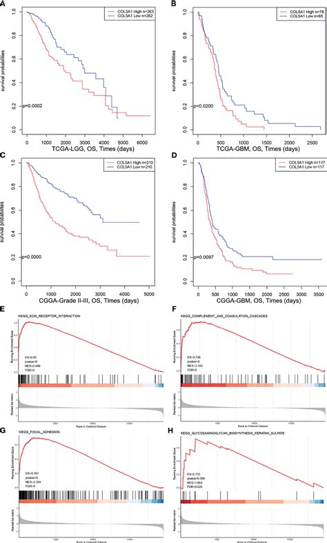 Frontiers Col A Serves As A Biomarker Of Tumor Progression And Poor