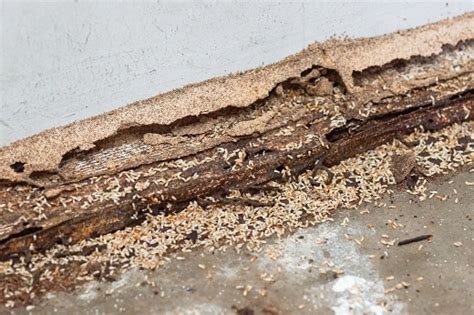 Spring Termite Warning Signs You Need To Know Emtec Pest Control