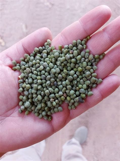 Moong Seeds For Food Processing Packaging Type Pp Bag At Rs Kg In