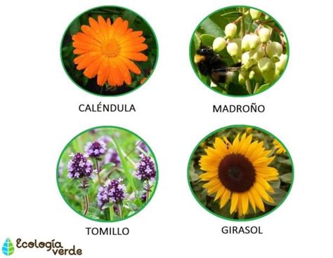 Plantas Y Flores Que Atraen A Las Abejas