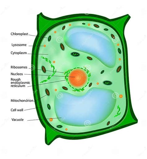 Plant Cell Stock Vector Illustration Of Granules Forest 26302660