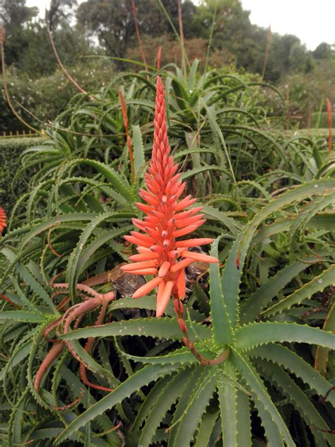 Aloe Arborescens Asphodelaceae Image 68162 At PhytoImages Siu Edu