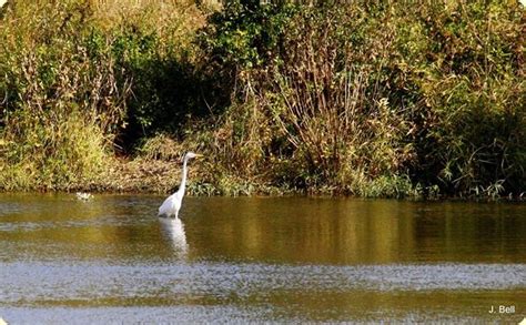 Crab Orchard NWR Discovery Tour | National parks, Tours, Back road