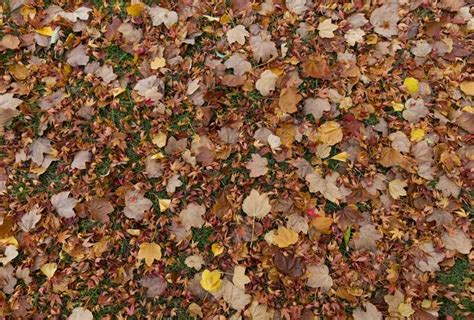 Autumn Leaves Ground Free Texture