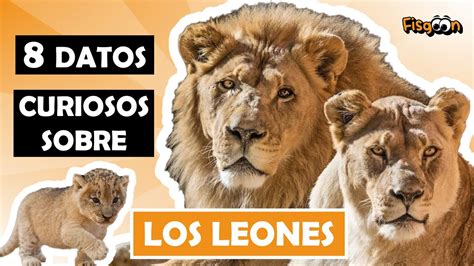 Datos Curiosos Sobre Los Leones Youtube