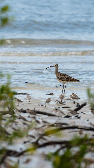 Aves Limícolas SAVE Brasil