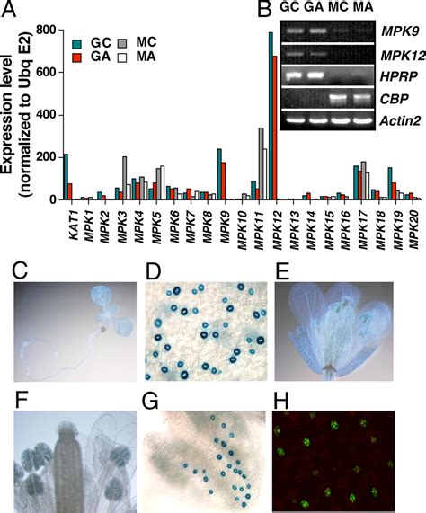 MAP Kinases MPK9 And MPK12 Are Preferentially Expressed In Guard Cells