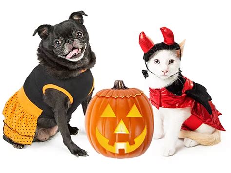 Disfraces de Halloween para mascotas cómo elegirlos e ideas divertidas