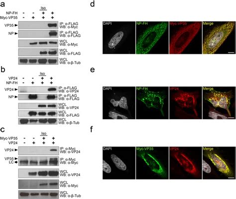 Ebola Virus VP24 Interacts With NP To Facilitate Nucleocapsid Assembly