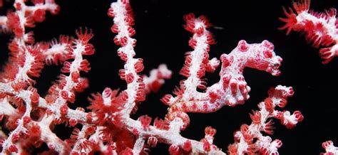 The Pygmy Seahorse | Critter Science