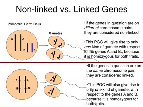 Ppt The Chromosomal Basis Of Inheritance Powerpoint Presentation