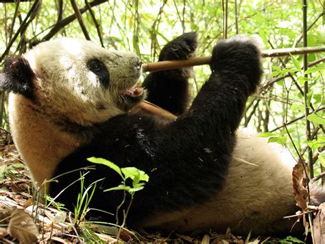 Fakten Zum Lebensraum Des Großen Pandas