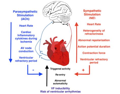 Autonomic Innervation Evaluation In Cardiac Disease International