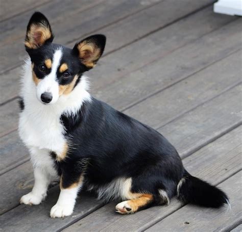 Aussie-Corgi Dog Breed Information