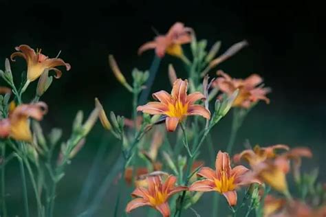 Daylilies Turning Yellow 4 Causes Solutions And Best Care Tips