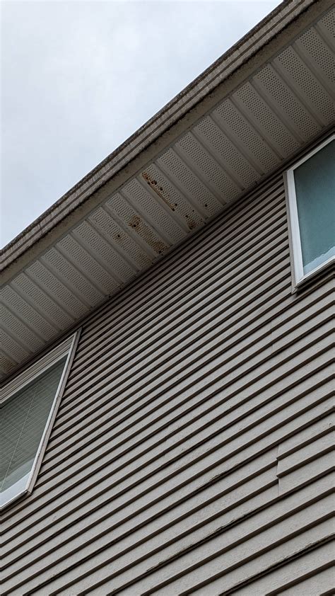 What Is This Brown Stuff Dripping From The Soffit Roof Is 12 Years