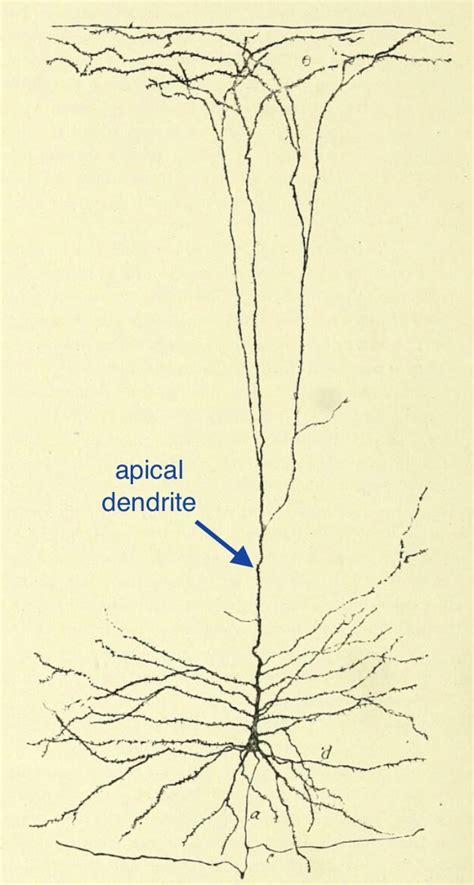 Pyramidal Neurons Cortex