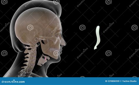 Human Epiglottis Bone Anatomy Stock Illustration Illustration Of Arch