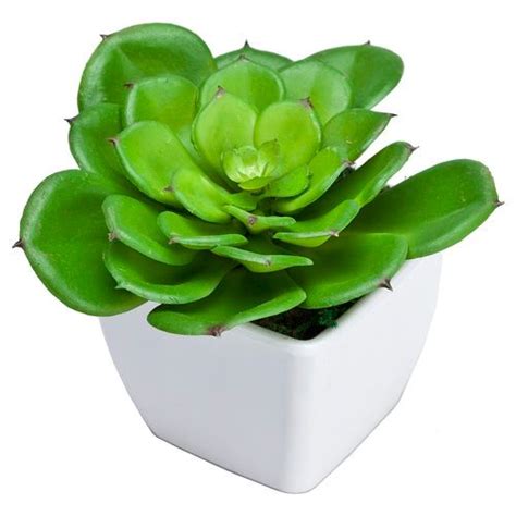 Cactus Mini Plants At Best Price In Chennai Tamil Nadu Kusal