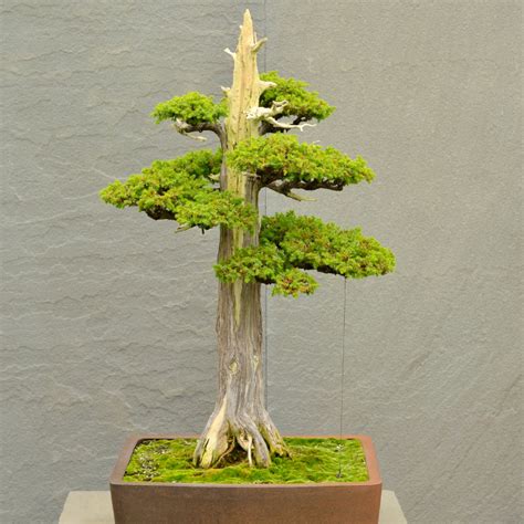 Evergreen Bonsai - Growing Hobby