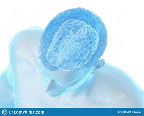 The Brain Anatomy The Cortex Stock Illustration Illustration Of