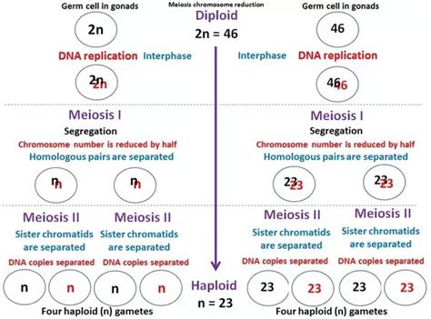 Meiosis Vs Mitosis Chromosome Numbers