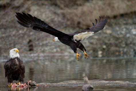 Bald eagles in Alaska (part 3) - Paul S. Randal