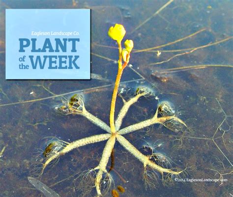 plant   week bladderwort eagleson meadows