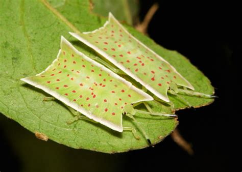 Iguanamouth Sinobug Tessaratomid Giant Shield Bug Nymphs