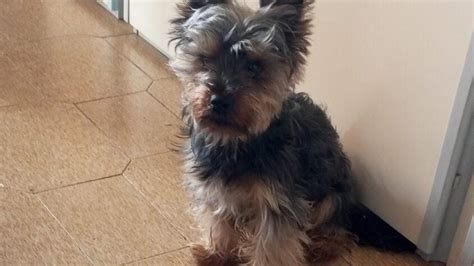 Il Cane Yorkshire Sky Salvato Dal Degrado Ad Alessandria Dall Oipa La