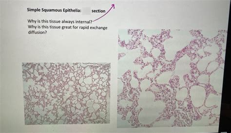 Lab Histology Simple Squamous Epithelia Part B Diagram Quizlet