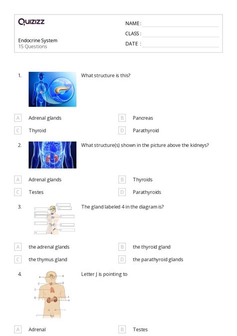 The Nervous And Endocrine Systems Worksheets On Quizizz Free