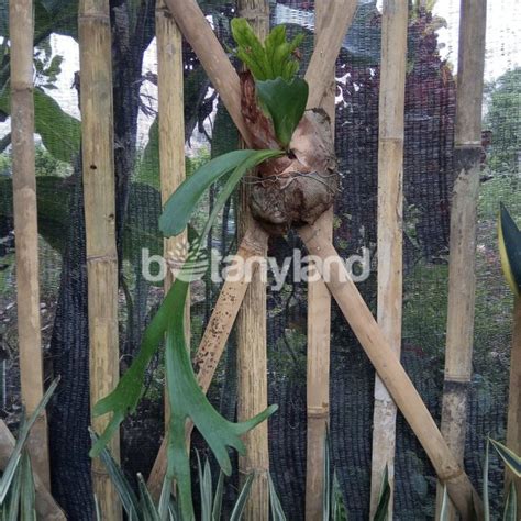 Jual Tanaman Hias Paku Tanduk Rusa Di Lapak Botaniflora Bukalapak