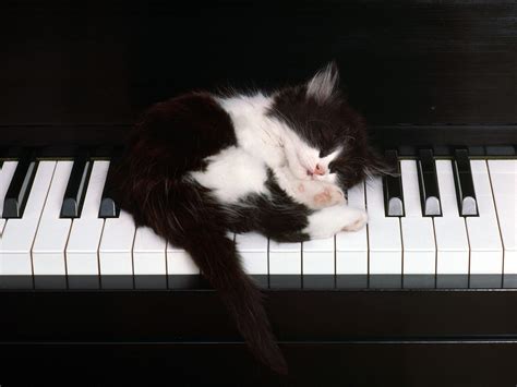 Hd Cat On Piano Wallpaper