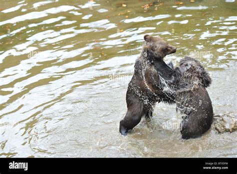 European Brown Bear Eurasian Brown Bear Ursus Arctos Arctos Two Big