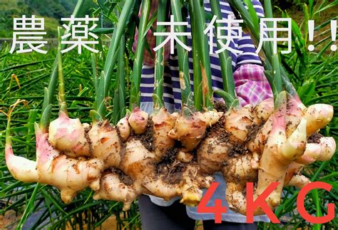 ポカポカ 農薬未使用 ひね生姜4kg しまんとから！：高知県産のその他薬味・スパイス｜食べチョク｜産地直送産直お取り寄せ通販 農家