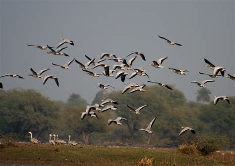 10 Most Beautiful Migratory Birds Coming To India